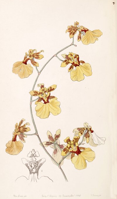 Illustration of Oncidium reflexum (as syn. Oncidium pelicanum) by Miss Drake